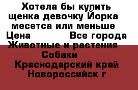 Хотела бы купить щенка девочку Йорка 2 месетса или меньше › Цена ­ 5 000 - Все города Животные и растения » Собаки   . Краснодарский край,Новороссийск г.